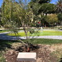 Ventimiglia: sabato prossimo ai giardini Tommaso Reggio la cerimonia dell'albero dei bambini del 2023