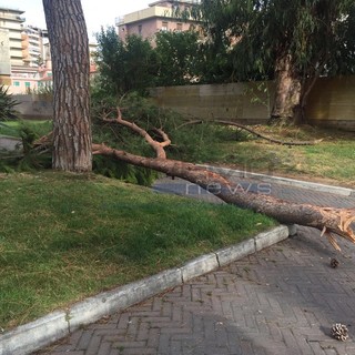 Maltempo e problemi alla viabilità: chiusa la Statale 28 del Colle di Nava all'altezza di Garessio