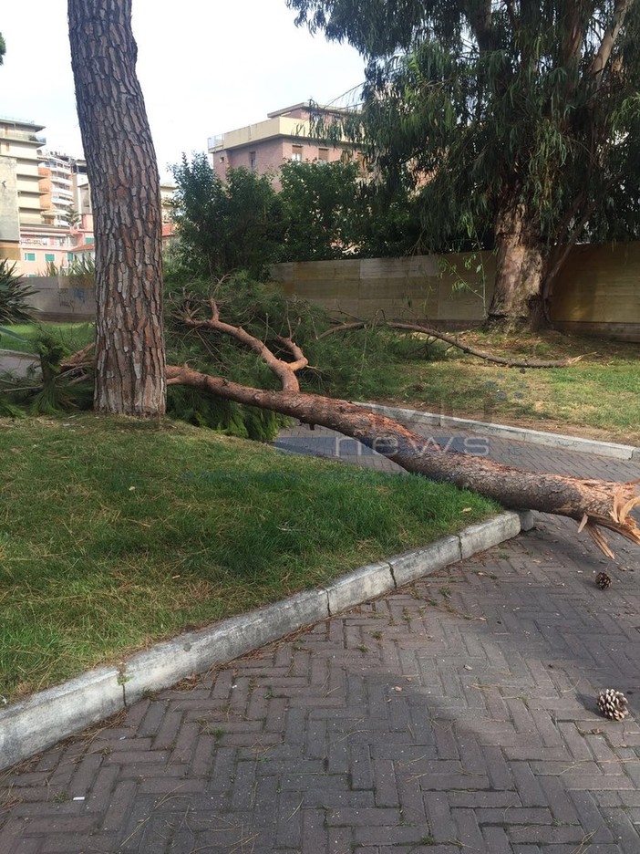 Maltempo e problemi alla viabilità: chiusa la Statale 28 del Colle di Nava all'altezza di Garessio