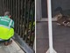 Sanremo, anatra perde l'orientamento e si rompe una zampa: intervengono polizia locale e Rangers, animale in cura dal veterinario Riello