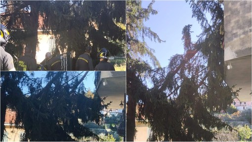 Tavole, sfiorata la tragedia: grosso albero della Parrocchia si abbatte su una casa