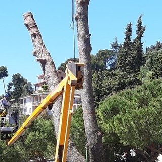 Imperia: tagliato grosso pino pericolante davanti al pronto soccorso, domani qualche limitazione (Foto)