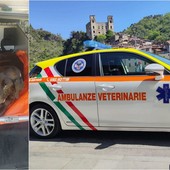 Soccorso animali, Ambulanze Veterinarie Odv: &quot;Siamo a corto di volontari, dovremo interrompere alcuni servizi&quot; (Foto)