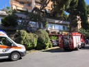 Albero si spezza e travolge diverse auto a Imperia, donna colta da malore (foto e video)