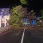 Maltempo a Ventimiglia, albero si abbatte sulla strada: vigili del fuoco in azione (Foto)