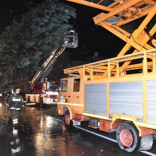 Imperia: albero pericolante in via Diano Calderina, Vigili del Fuoco lo tagliano per evitare danni