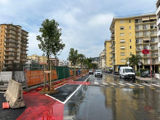 Arma di Taggia, piantumati i 9 alberi in via della Stazione: in settimana disponibili anche i parcheggi (Foto)