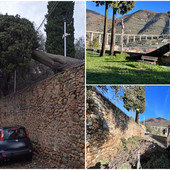 Maltempo a Taggia: albero cade nei giardini di Madonna del Canneto