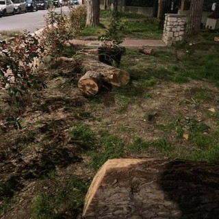 Vallecrosia: alberi tagliati e abbandonati in strada in via Angeli Custodi, la denuncia dell'opposizione