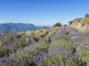 Il Comune di Badalucco entra nel Progetto Lavanda della Riviera dei Fiori