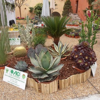 Realizza un'oasi verde ricca di colori con cactus e succulente con AG Sanremo, azienda storica della riviera dei fiori