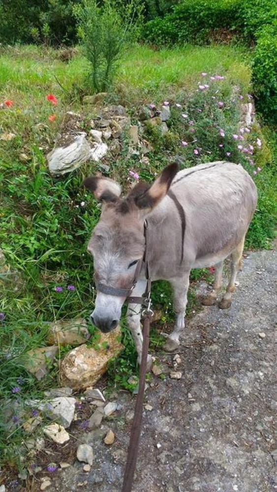 Domenica 16 giugno una passeggiata lenta da Cervo a Rollo con l'asinella 'Margherita'