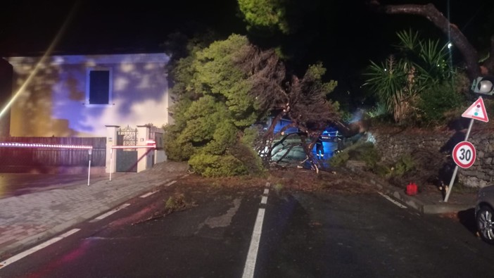 Maltempo a Ventimiglia, albero si abbatte sulla strada: vigili del fuoco in azione (Foto)