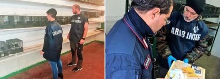 Operazione 'L’Anello Mancante' : a Imperia due sanzioni amministrative e 17 volatili sequestrati