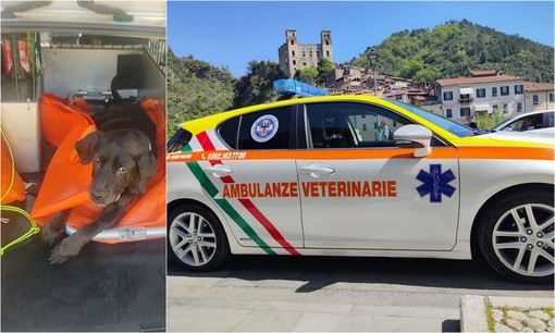 Soccorso animali, Ambulanze Veterinarie Odv: &quot;Siamo a corto di volontari, dovremo interrompere alcuni servizi&quot; (Foto)