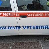 Bordighera, diventare volontari di Ambulanze Veterinarie: al via un corso di primo soccorso