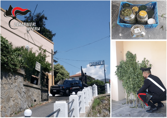 Dolceacqua: servizio antidroga in Val Nervia, 57enne arrestato dai Carabinieri. Aveva 20 piante di canapa (Foto)