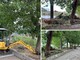 Taggia, bloccati i lavori di abbattimento degli alberi lungo il torrente: cantiere fermo fino a fine agosto (Foto e video)