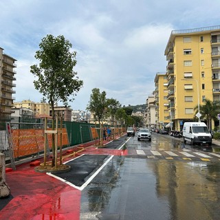 Arma di Taggia, piantumati i 9 alberi in via della Stazione: in settimana disponibili anche i parcheggi (Foto)