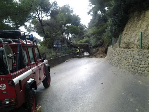 Bordighera: due alberi cadono in via Conca Verde, intervento dei Vigili del Fuoco