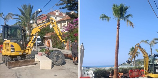 Arma di Taggia, piantate cinque nuove palme sul lungomare (Foto)