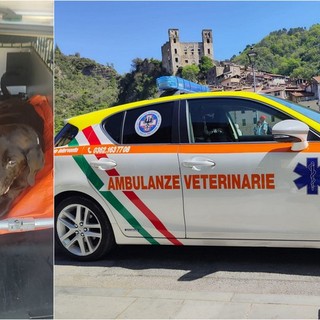 Soccorso animali, Ambulanze Veterinarie Odv: &quot;Siamo a corto di volontari, dovremo interrompere alcuni servizi&quot; (Foto)