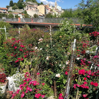 Ventimiglia: iniziato lo sgombero del ‘giardino’ di Carlo Carli vicino alla passerella Squarciafichi