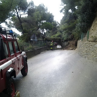 Bordighera: due alberi cadono in via Conca Verde, intervento dei Vigili del Fuoco