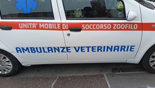 Bordighera, diventare volontari di Ambulanze Veterinarie: al via un corso di primo soccorso