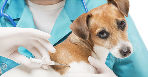 Per campagna di identificazione dell’ASL 1, dal 1° settembre al 31 ottobre 2019 Microchip gratuito per cani