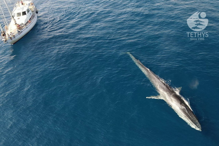 Avvistata una megattera nel Santuario Pelagos alla vigilia dell’inizio di stagione di ricerca Citizen-Science su balene e delfini
