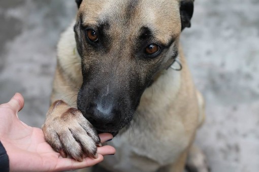 Arma di Taggia: la Lega del Cane vi aspetta sabto e domenica per la raccolta di viveri e offerte