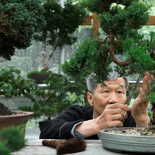 'Festival del Bonsai e delle Arti Giapponesi’ a Imperia