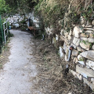 Bordighera: incuria per il beodo e il palmeto, la consigliera comunale Mara Lorenzi &quot;C'è speranza che le cose cambino&quot;