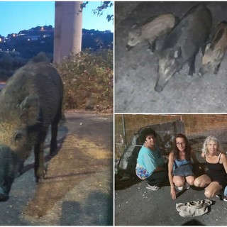 Ventimiglia: famiglia di cinghiali alle Gianchette, l’associazione ‘Iene vegane’ si mobilita per evitarne l’abbattimento “Non serve essere animalisti per indignarsi” (Foto)