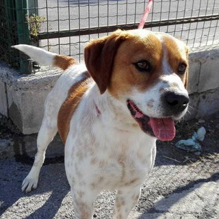 Lega del Cane di Ventimiglia: è stato trovato il cane delle foto si cercano i suoi proprietari