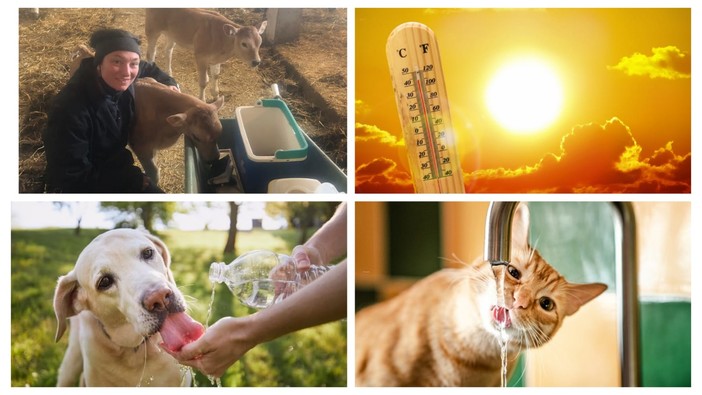 I consigli della veterinaria dottoressa Podeschi per proteggere i nostri amici animali dal caldo