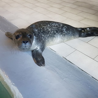 Il 13 agosto scorso all’Acquario di Genova è nato un cucciolo di foca di circa 9 kg