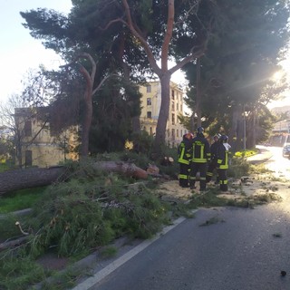 Imperia, tragedia sfiorata sul lungomare Vespucci: crolla grosso pino marittimo (foto e video)