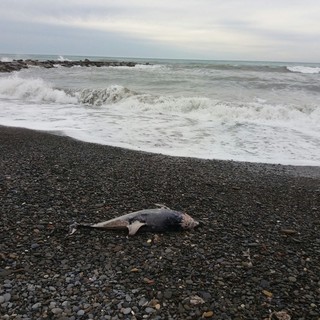 Ventimiglia: cucciolo di delfino morto ritrovato stamani in spiaggia