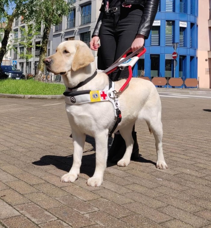 Il Lions Club Ventimiglia dona cane guida a persona non vedente