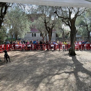 Bellezze a quattro zampe in passerella: ecco i cani del dog show di Bordighera