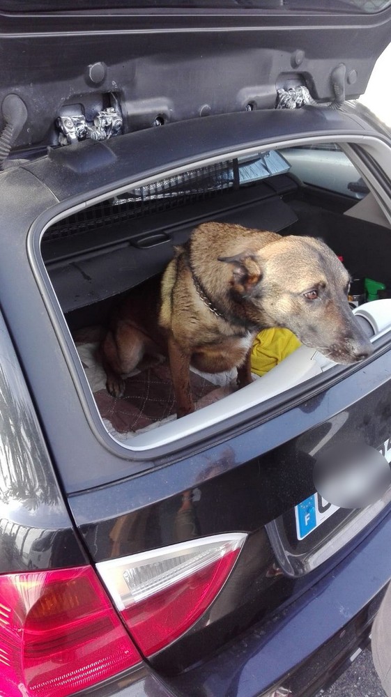 Sanremo: lasciano il cane nel bagagliaio sotto il sole, denunciati i proprietari dell'auto (Foto)