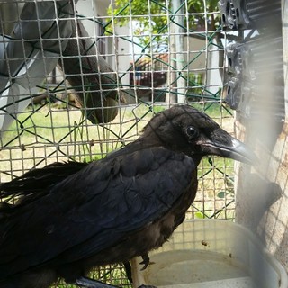 Costarainera: urge intervento per un corvo con ala spezzata, si chiedono suggerimenti