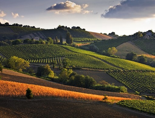 Collisioni: progetto vino, l'intervista ad Alberto Mazzoni, il direttore dell'Istituto Marchigiano di Tutela Vini