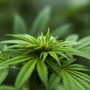 Dal Governo nuove restrizioni sulla coltivazione della Cannabis light: &quot;Colpiti anche gli agricoltori imperiesi&quot;