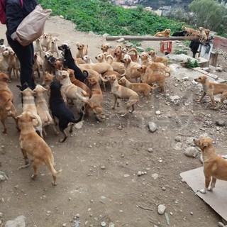 Seborga: un'apericena con raccolta fondi per i 108 cani di Santa Croce di Camporosso