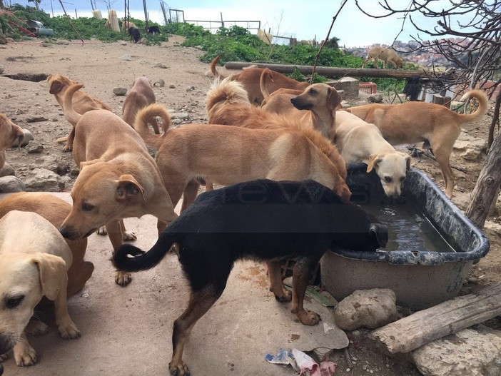 Camporosso: 108 cani rimasti senza padrone, il Comune di Dolceacqua organizza una raccolta di fondi