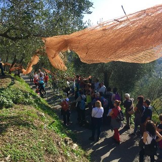 Domenica la 'Camminata tra gli Olivi: ecco dove in provincia di Imperia