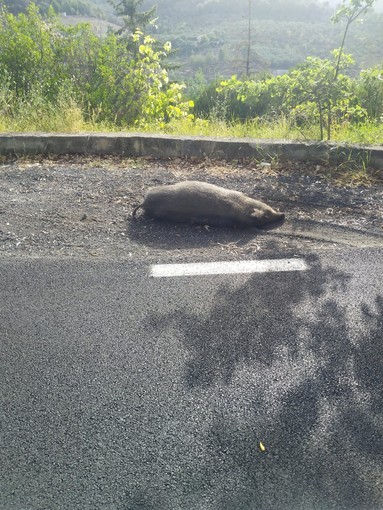 Imperia, cinghiale trovato morto ai bordi della strada per Moltedo: scatta l’indagine anti peste suina da parte dell’Asl (video)